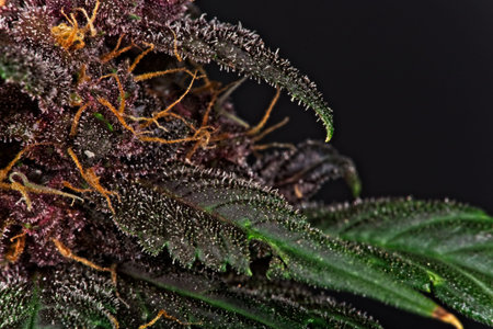 Macro close up of trichomes on purple variety of female cannabis indica plant leaf and bud on black...
