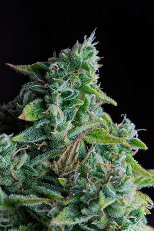 Macro shot of nice cannabis bud white with trichomes and orange and white pistils.の写真素材