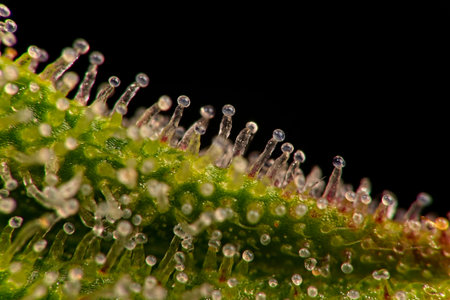Enlarged ultra macro shot of nice cannabis trichomes on edge of a leaf from bud.