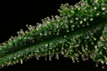 Enlarged macro shot of nice cannabis bud leaf trichomes.