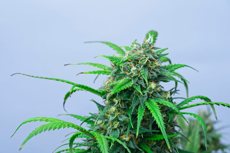Big top bud of cannabis plant ready to harvest. Modern strainer car.