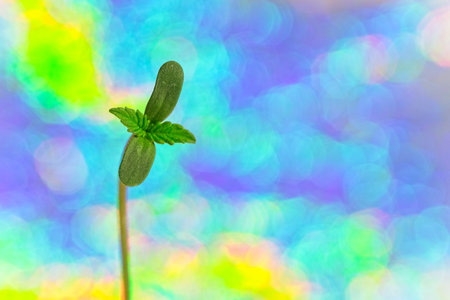 Macro of four leaves sprout of cannabis plant on bright holographic background with copy space