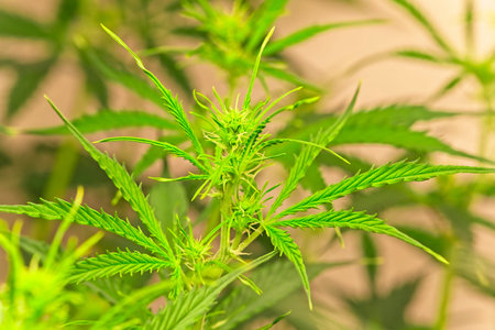 Pure CBD cannabis plant starting to form buds in indoor led setting.