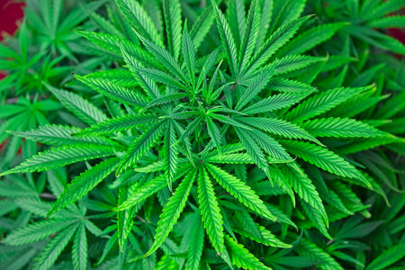 Top view of nice healthy green cannabis plant ready to start flowering.