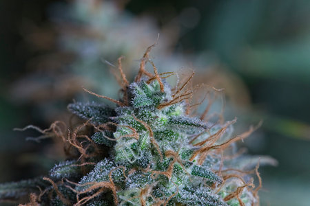 Macro shot of nice cannabis bud in growing room.の写真素材