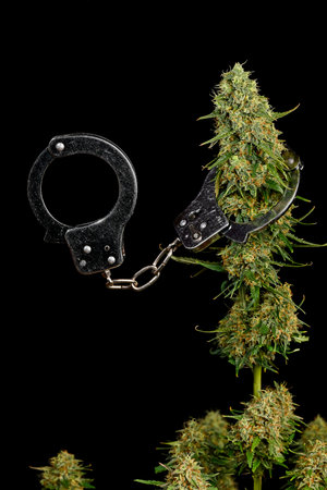 Cannabis bud in handcuffs on black background depicting legal, law and decriminalization concepts.の写真素材
