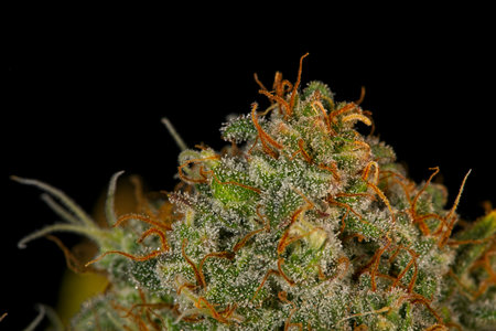 Macro closeup of trichomes and pistils on on cannabis indica top bud on black background.の写真素材