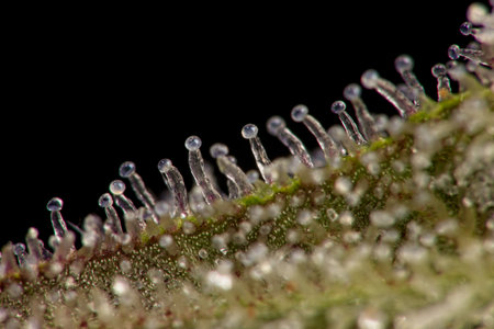 Macro closeup of trichomes on cannabis indica leaf on black background.の写真素材