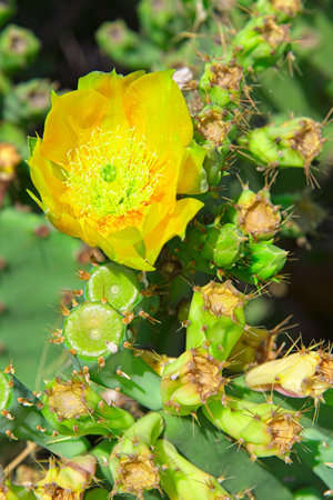 Blooming Opuntia engelmannii cacti with lots of yellow flowers in Summer sun outdoors.の写真素材