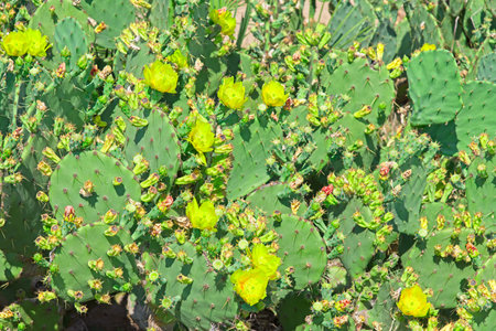 Blooming large Opuntia engelmannii cacti with lots of yellow flowers in Summer sun outdoors.の写真素材