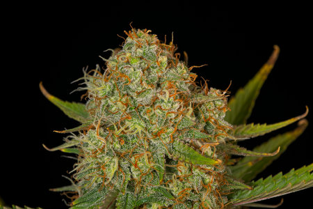 Macro closeup of trichomes and pistils on on cannabis indica top bud on black background.の写真素材