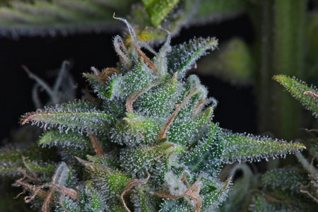 Macro shot of nice cannabis bud white with trichomes and orange and white pistils. v
