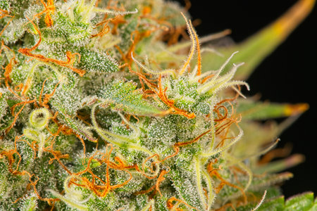 Macro closeup of trichomes and pistils on on cannabis indica top bud.の写真素材