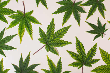 Green cannabis iconic leafs spaced on white backgroundの写真素材