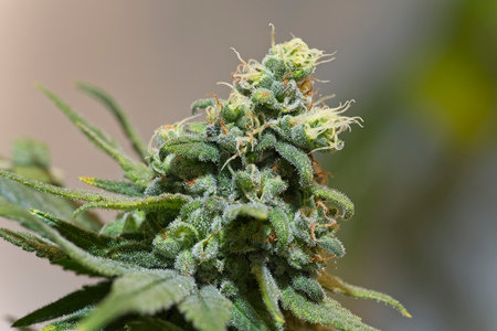 Blooming growing cannabis plant top bud with white trichomes. Pineapple chunk strain.の写真素材