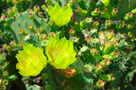 Blooming Opuntia engelmannii cacti with lots of yellow flowers in Summer sun outdoors.の写真素材