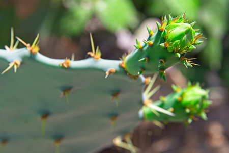 Opuntia cacti detail with selective focus on new top bud.の写真素材