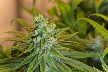 Blooming growing cannabis bud with white trichomes. Pineapple chunk strain.の写真素材