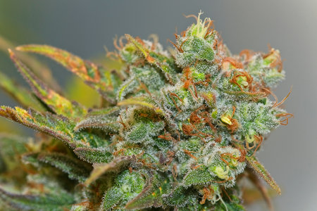 Blooming growing cannabis bud with white trichomes. Pineapple chunk strain.の写真素材
