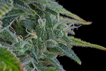 Enlarged macro shot of nice cannabis bud leaf trichomes.の写真素材