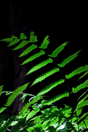 the light shines the fernの写真素材