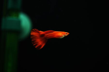 Swimming beautiful albino full red guppyの写真素材