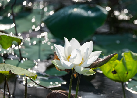 White lotus flower with green leaf backgroundの写真素材