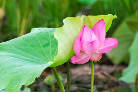 Pink lotus in the pond in the morningの写真素材