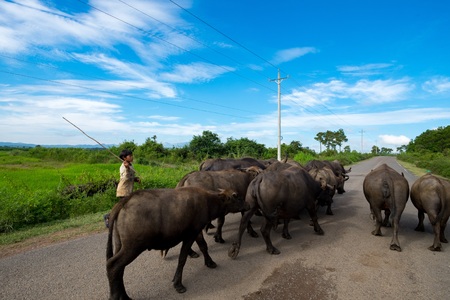 LAM DONG, VIETNAM - NOVEMBER 26: Vietnamese children leading water buffalo on road November 26, 2015 in Lam Dong, Vietnam. Children in Vietnam often ride the water buffalo while herding themのeditorial素材