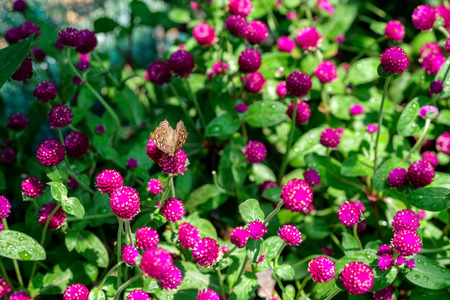 A butterfly feeding on purple gomphrena in sunshineの写真素材
