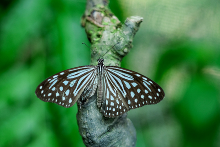 A tiger butterfly feeding on green leaf in a summer gardenの写真素材