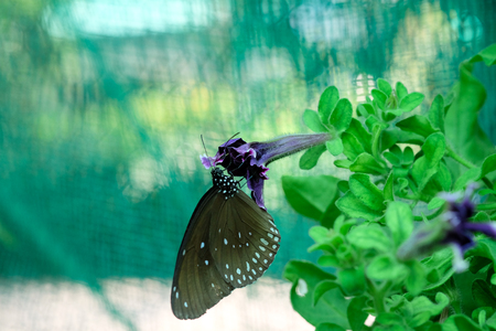 Graphium agamemnon butterfly in a gardenの写真素材
