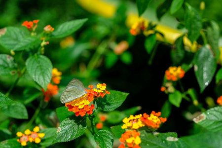 Butterfly feeding on lantana flower in a summer gardenの写真素材