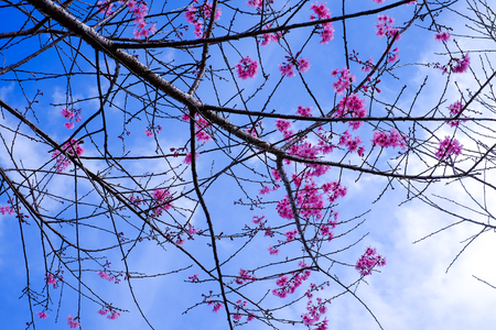 Cherry blossom sakura (Prunus Cesacoides, Wild Himalayan Cherry) in spring time. It is a flower symbol in DaLat which blooms in the first months welcome springの写真素材