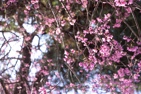 Cherry blossom sakura (Prunus Cesacoides, Wild Himalayan Cherry) in spring time. It is a flower symbol in DaLat which blooms in the first months welcome springの写真素材