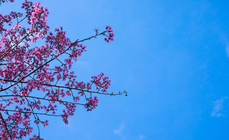 Cherry blossom sakura (Prunus Cesacoides, Wild Himalayan Cherry) in spring time. It is a flower...