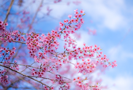 Cherry blossom sakura (Prunus Cesacoides, Wild Himalayan Cherry) in spring time. It is a flower symbol in DaLat which blooms in the first months welcome springの写真素材