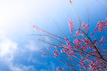 Cherry blossom sakura (Prunus Cesacoides, Wild Himalayan Cherry) in springtime. Cherry blossom sakura (Prunus Cesacoides, Wild Himalayan Cherry) is very beautifulの写真素材