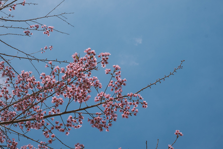 Cherry blossom sakura (Prunus Cesacoides, Wild Himalayan Cherry) in springtime. Cherry blossom sakura (Prunus Cesacoides, Wild Himalayan Cherry) is very beautifulの写真素材
