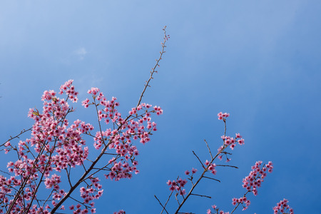 Cherry blossom sakura (Prunus Cesacoides, Wild Himalayan Cherry) in springtime. Cherry blossom sakura (Prunus Cesacoides, Wild Himalayan Cherry) is very beautifulの写真素材