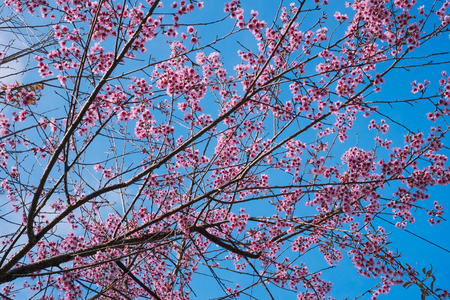 Cherry blossom sakura (Prunus Cesacoides, Wild Himalayan Cherry) in springtime. Cherry blossom sakura (Prunus Cesacoides, Wild Himalayan Cherry) is very beautifulの写真素材