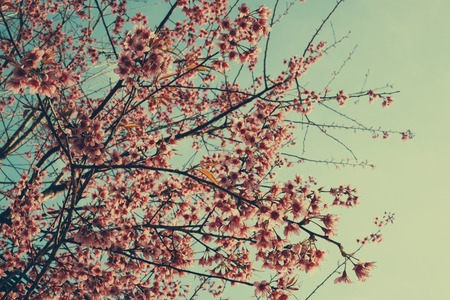 Cherry blossom sakura (Prunus Cesacoides, Wild Himalayan Cherry) in springtime. Cherry blossom sakura (Prunus Cesacoides, Wild Himalayan Cherry) is very beautifulの写真素材