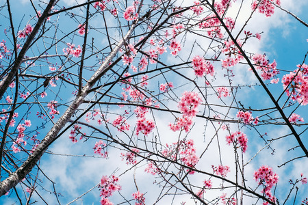 Cherry blossom sakura (Prunus Cesacoides, Wild Himalayan Cherry) in springtime. Cherry blossom sakura (Prunus Cesacoides, Wild Himalayan Cherry) is very beautifulの写真素材