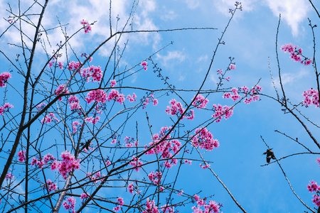 Cherry blossom sakura (Prunus Cesacoides, Wild Himalayan Cherry) in springtime. Cherry blossom sakura (Prunus Cesacoides, Wild Himalayan Cherry) is very beautifulの写真素材