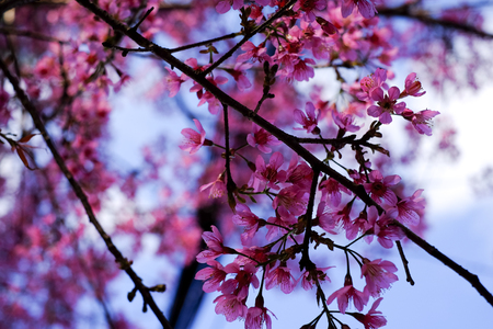 Cherry blossom sakura (Prunus Cesacoides, Wild Himalayan Cherry) in spring time. It is a flower symbol in DaLat which blooms in the first months welcome springの写真素材