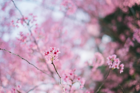 Cherry blossom sakura (Prunus Cesacoides, Wild Himalayan Cherry) in spring time. It is a flower symbol in DaLat which blooms in the first months welcome springの写真素材