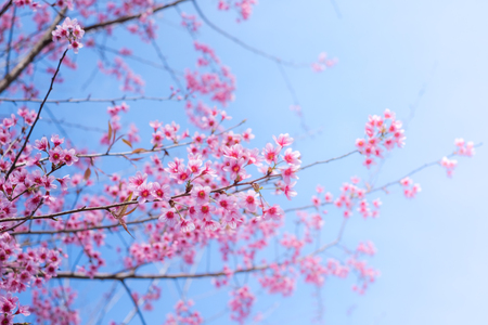 Cherry blossom sakura (Prunus Cesacoides, Wild Himalayan Cherry) in spring time. It is a flower symbol in DaLat which blooms in the first months welcome springの写真素材