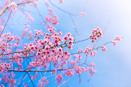 Cherry blossom sakura (Prunus Cesacoides, Wild Himalayan Cherry) in spring time. It is a flower symbol in DaLat which blooms in the first months welcome springの写真素材
