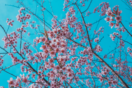 Cherry blossom sakura (Prunus Cesacoides, Wild Himalayan Cherry) in spring time. It is a flower symbol in DaLat which blooms in the first months welcome springの写真素材
