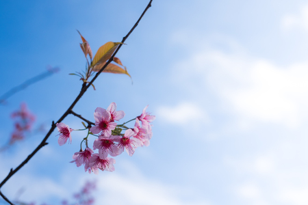 Cherry blossom sakura (Prunus Cesacoides, Wild Himalayan Cherry) in springtime. Cherry blossom sakura (Prunus Cesacoides, Wild Himalayan Cherry) is very beautifulの写真素材